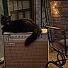 Moon joined the competition — help win amazing prizes! cat, black_cat, amplifier, boogie, vintage, chair, metal_chair, fireplace, warm_lighting, indoor, furniture, pet, relaxing, cozy, tail, whiskers, cushion, brick_wall, screen_door, evening