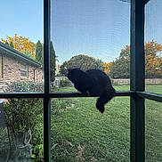 Moon is registered to the contest to win money with this photo: cat, black_cat, pet, animal, backyard, grass, tree, fence, house, brick_house, window, screen, porch, outdoor, nature, sunlight, afternoon, greenery, quiet, peaceful