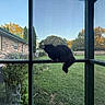 cat, black_cat, pet, animal, backyard, grass, tree, fence, house, brick_house, window, screen, porch, outdoor, nature, sunlight, afternoon, greenery, quiet, peaceful