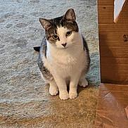 Ambrosia is registered to the contest to win money with this photo: animal, cardboard_box, carpet, cat, companion, curious, cute, domestic_cat, ears, feline, fur_pattern, green_eyes, indoor, looking_up, paws, pet, sitting, tabby, whiskers, white_fur