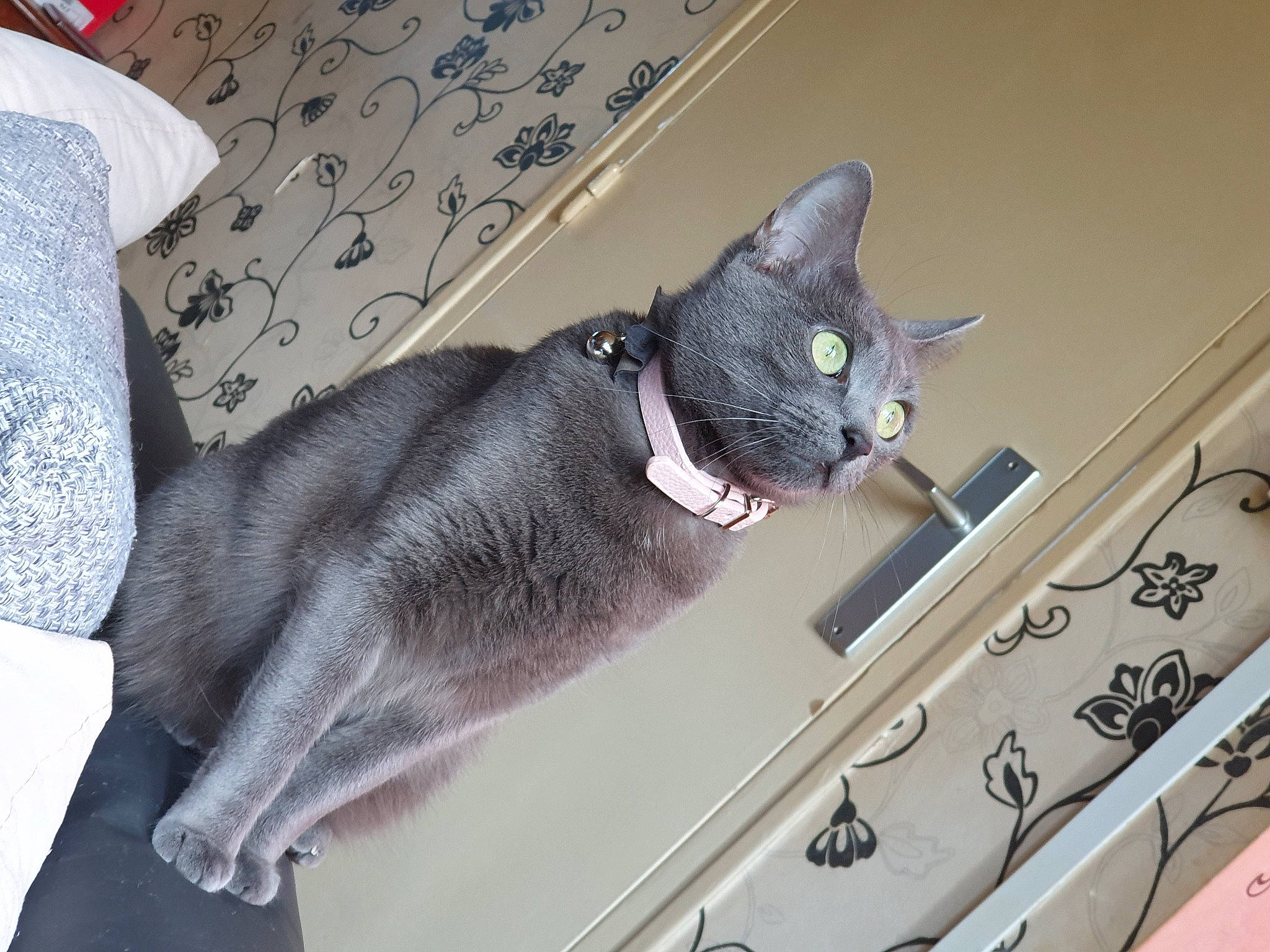 Saba a rejoint le concours — aidez-le/la à gagner de superbes lots ! carnivore, cat, collar, comfort, domestic_short_haired_cat, felidae, fur, grey, korat, linens, small_to_medium_sized_cats, snout, tail, vertebrate, whiskers