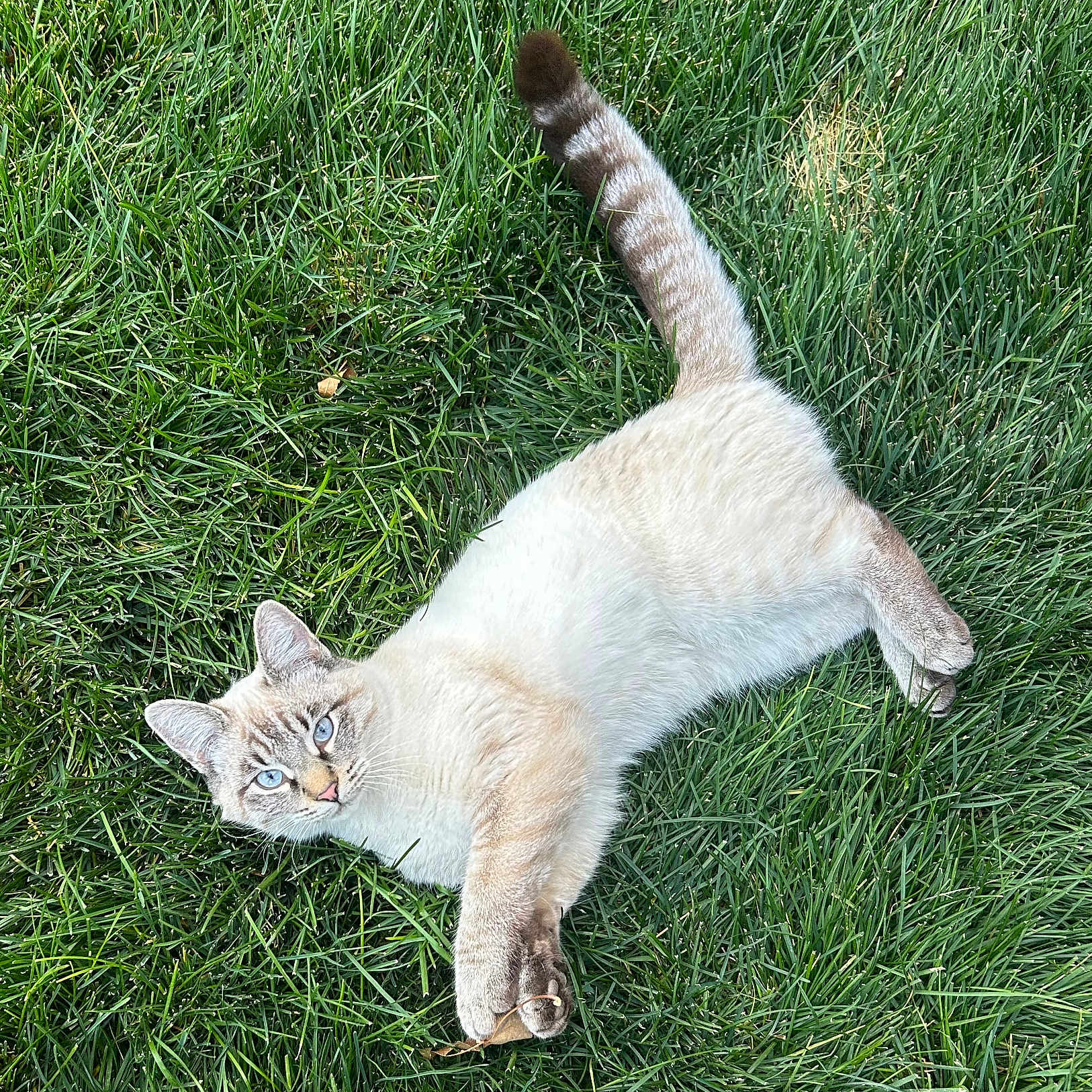 Daisy joined the competition — help win amazing prizes! alert, animal, blue_eyes, cat, closeup, daylight, domestic_cat, fur, grass, lying_down, mammal, nature, outdoor, paw, pet, playful, relaxed, twig, whiskers, young_cat