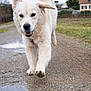 dog, canine, walking, outdoor, path, gravel, puddle, fur, ears, tail, smiling, happy, nature, grass, house, rural, daytime, pet, mammal, playful