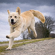 Alba participe au concours pour gagner de l'argent avec cette photo : dog, running, outdoor, path, grass, cloudy_sky, happy, fur, pet, mammal, canine, nature, active, playful, animal, walking, landscape, daytime, energetic, park