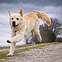 dog, running, outdoor, path, grass, cloudy_sky, happy, fur, pet, mammal, canine, nature, active, playful, animal, walking, landscape, daytime, energetic, park