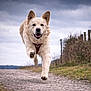 Alba a rejoint le concours — aidez-le/la à gagner de superbes lots ! dog, running, outdoor, gravel_path, cloudy_sky, harness, happy, pet, canine, nature, grass, fence, ears, walking_path, muzzle, fur, animal, jumping, playful, daylight