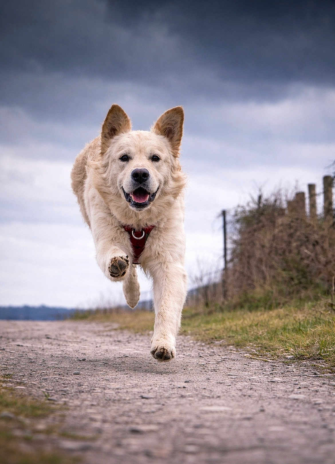Alba a rejoint le concours — aidez-le/la à gagner de superbes lots ! dog, running, outdoor, gravel_path, cloudy_sky, harness, happy, pet, canine, nature, grass, fence, ears, walking_path, muzzle, fur, animal, jumping, playful, daylight