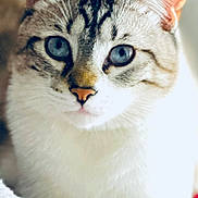 Sushi participe au concours pour gagner de l'argent avec cette photo : cat, blue_eyes, close_up, fur, whiskers, ears, pet, animal, domestic_cat, relaxed, indoor, cozy, soft_texture, portrait, mammal, feline, cute, laying_down, white_fur, tabby