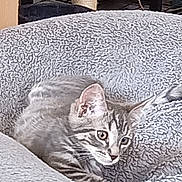 Guysmo a rejoint le concours — aidez-le/la à gagner de superbes lots ! cat, tabby, pet_bed, fluffy, indoor, cozy, feline, resting, gray, soft_texture, animal, cute, fur, paw, ears, alert, relaxed, home, comfort, bed