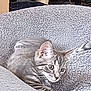 cat, tabby, pet_bed, fluffy, indoor, cozy, feline, resting, gray, soft_texture, animal, cute, fur, paw, ears, alert, relaxed, home, comfort, bed