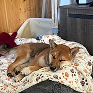 Aîko a rejoint le concours — aidez-le/la à gagner de superbes lots ! puppy, dog, sleeping, blanket, paw_prints, indoor, cozy, resting, fur, pet_bed, floor, wooden_wall, relaxed, cute, young_dog, animal, domestic_animal, comfort, home, pet