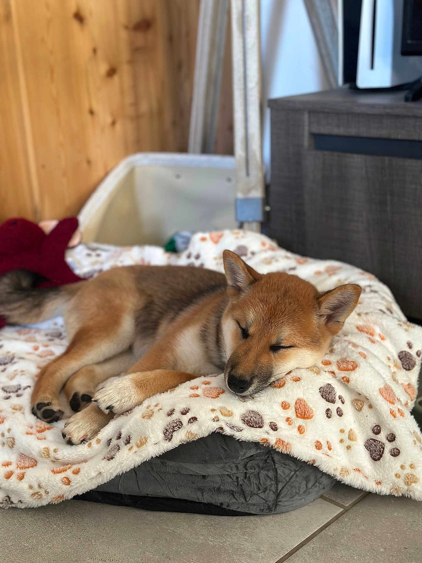 Aîko a rejoint le concours — aidez-le/la à gagner de superbes lots ! puppy, dog, sleeping, blanket, paw_prints, indoor, cozy, resting, fur, pet_bed, floor, wooden_wall, relaxed, cute, young_dog, animal, domestic_animal, comfort, home, pet