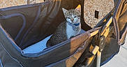 Tommy is registered to the contest to win money with this photo: kitten, cat, pet_stroller, bowtie, outdoor, sunlight, shadow, sidewalk, black_fabric, mesh, wheels, metal_frame, closeup, small_pet, cute, animal, daylight, striped, collar, comfort
