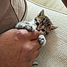 Tommy is registered to the contest to win money with this photo: kitten, cat, hand, paw, couch, beige, texture, playing, cute, pet, animal, indoor, closeup, feline, claw, fur, tiny, cozy, relaxing, home
