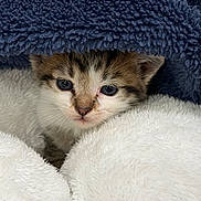 Tommy joined the competition — help win amazing prizes! kitten, cat, animal, pet, fur, blanket, cozy, cute, small, whiskers, face, ears, soft, comfort, indoor, resting, young, feline, nestled, curious