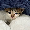 kitten, cat, animal, pet, fur, blanket, cozy, cute, small, whiskers, face, ears, soft, comfort, indoor, resting, young, feline, nestled, curious
