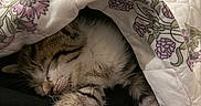 Tommy is registered to the contest to win money with this photo: animal, blanket, cat, closeup, comfort, cozy, cute, domestic_cat, floral_pattern, fur, indoor, kitten, napping, paw, pet, quilt, relaxation, resting, sleeping, soft_texture