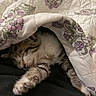 Tommy is registered to the contest to win money with this photo: cat, kitten, sleeping, paw, quilt, blanket, floral_pattern, cozy, indoor, pet, fur, closeup, resting, cute, animal, domestic_cat, soft_texture, relaxation, napping, comfort