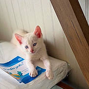 Angel is registered to the contest to win money with this photo: kitten, cat, white_fur, blue_eyes, pink_ears, animal, pet, sitting, portrait, indoors, mattress, booklet, wooden_beam, wall, furniture, cute, fluffy, paws, closeup, photography