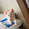 kitten, cat, white_fur, blue_eyes, pink_ears, animal, pet, sitting, portrait, indoors, mattress, booklet, wooden_beam, wall, furniture, cute, fluffy, paws, closeup, photography
