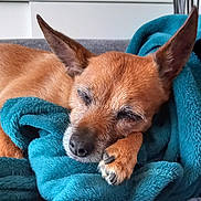 Havana a rejoint le concours — aidez-le/la à gagner de superbes lots ! dog, sleeping, blanket, teal, cozy, pet, fur, paw, indoor, resting, cute, small_dog, nose, ears, comfort, relaxed, animal, home, soft, close_up
