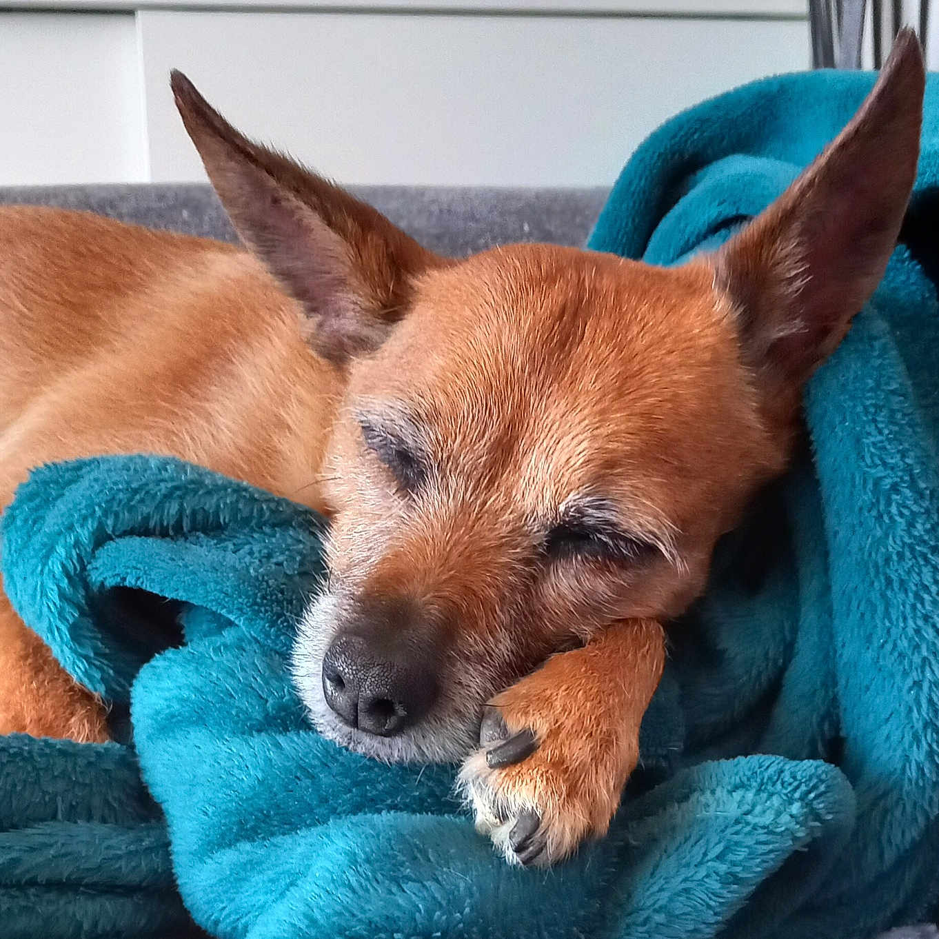 Havana a rejoint le concours — aidez-le/la à gagner de superbes lots ! dog, sleeping, blanket, teal, cozy, pet, fur, paw, indoor, resting, cute, small_dog, nose, ears, comfort, relaxed, animal, home, soft, close_up