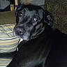 Bliss joined the competition — help win amazing prizes! dog, black_dog, pet, indoor, couch, pillow, striped_pillow, patterned_couch, looking_back, animal, fur, close_up, relaxed, companion, domestic_animal, canine, portrait, face, snout, ears