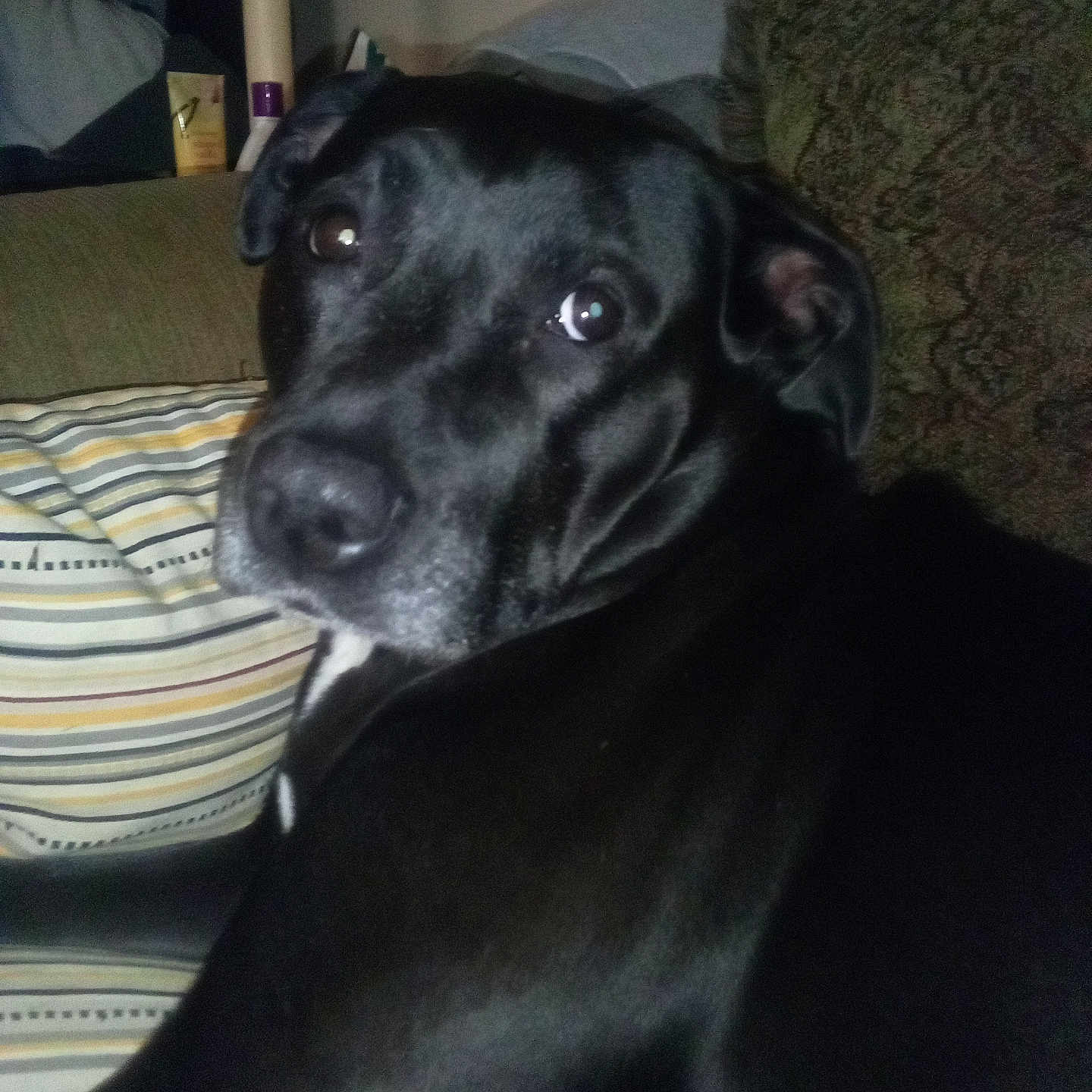 Bliss joined the competition — help win amazing prizes! dog, black_dog, pet, indoor, couch, pillow, striped_pillow, patterned_couch, looking_back, animal, fur, close_up, relaxed, companion, domestic_animal, canine, portrait, face, snout, ears