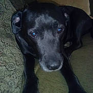 Bliss is registered to the contest to win money with this photo: dog, black_dog, pet, couch, indoor, close_up, animal, fur, paw, resting, looking, face, ears, nose, eyes, furniture, texture, home, comfort, relaxed