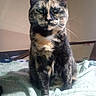 Zoe is registered to the contest to win money with this photo: animal, bed, blanket, cat, cozy, cute, domestic_animal, ears, feline, fur, green_blanket, home, indoor, looking_at_camera, pet, portrait, resting, sitting, tortoiseshell_cat, whiskers