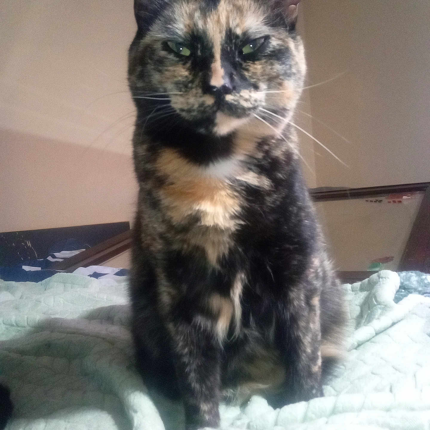 Zoe is registered to the contest to win money with this photo: animal, bed, blanket, cat, cozy, cute, domestic_animal, ears, feline, fur, green_blanket, home, indoor, looking_at_camera, pet, portrait, resting, sitting, tortoiseshell_cat, whiskers