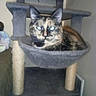 Zoe is registered to the contest to win money with this photo: animal, cat, cat_tree, cozy, cute, domestic_animal, ears, feline, fur, furniture, hammock, home, indoor, mammal, pet, resting, scratching_post, sleeping_spot, tortoiseshell_cat, whiskers
