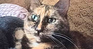 Zoe is registered to the contest to win money with this photo: animal, blurred, cat, close_up, couch, cozy, domestic_cat, face, feline, furniture, green_eyes, indoor, pet, pillow, relaxed, resting, soft, texture, tortoiseshell, whiskers