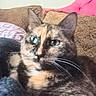 animal, blurred, cat, close_up, couch, cozy, domestic_cat, face, feline, furniture, green_eyes, indoor, pet, pillow, relaxed, resting, soft, texture, tortoiseshell, whiskers
