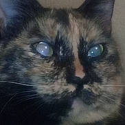 Zoe joined the competition — help win amazing prizes! animal, cat, close_up, closeup, cute, domestic, ears, expression, eyes, face, feline, fur, furry, indoor, muzzle, nose, pet, portrait, tortoiseshell, whiskers