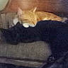 cat, ginger_cat, black_cat, sleeping, couch, indoor, furniture, pet, animal, cozy, resting, blurred, grainy, feline, living_room, domestic, two_cats, quiet, relaxation, companion