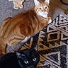 cat, ginger_cat, black_cat, animal, pet, indoor, carpet, rug, patterned_rug, floor, curious, eyes, whiskers, feline, domestic, relaxed, laying_down, closeup, two_cats, cozy
