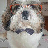 Ruby a rejoint le concours — aidez-le/la à gagner de superbes lots ! accessory, animal, black, bow_tie, brown, companion, cute, decor, dog, domestic, face, fashion, fluffy, furry, glasses, indoor, pet, portrait, tablecloth, white