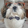 accessory, animal, black, bow_tie, brown, companion, cute, decor, dog, domestic, face, fashion, fluffy, furry, glasses, indoor, pet, portrait, tablecloth, white