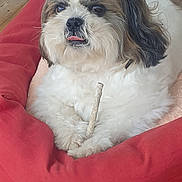 Oudiny a rejoint le concours — aidez-le/la à gagner de superbes lots ! dog, pet, fluffy, red_bed, wooden_floor, stick, cute, tongue_out, indoor, relaxed, animal, furry, small_dog, cozy, paw, laying, companion, domestic, cute_pet, resting