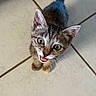 kitten, cat, tabby, pet, animal, feline, cute, curious, whiskers, ears, eyes, mouth, tail, floor, tile, indoor, young, small, looking_up, adorable
