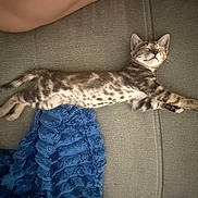 Billie participe au concours pour gagner de l'argent avec cette photo : kitten, cat, sleeping, stretching, couch, blanket, blue_blanket, fur, tabby, striped, indoor, relaxed, pet, cozy, animal, cute, small, resting, home, feline