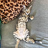 Billie participe au concours pour gagner de l'argent avec cette photo : cat, kitten, tabby, lying_down, relaxed, couch, pillow, leopard_print, furry, pet, animal, indoor, cute, small, whiskers, fur, ears, tail, domestic_cat, resting