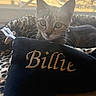 Billie a rejoint le concours — aidez-le/la à gagner de superbes lots ! kitten, cat, pet, animal, indoor, window, sunlight, pillow, embroidery, leopard_print, bed, fur, whiskers, cute, young, domestic_cat, resting, curious, closeup, cozy