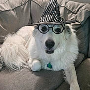 Zayley Pearl is registered to the contest to win money with this photo: dog, white, fluffy, glasses, witch_hat, couch, blanket, pet, costume, indoor, portrait, animal, cute, funny, relaxed, face, fur, collar, tag, home