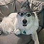 dog, white, fluffy, glasses, witch_hat, couch, blanket, pet, costume, indoor, portrait, animal, cute, funny, relaxed, face, fur, collar, tag, home