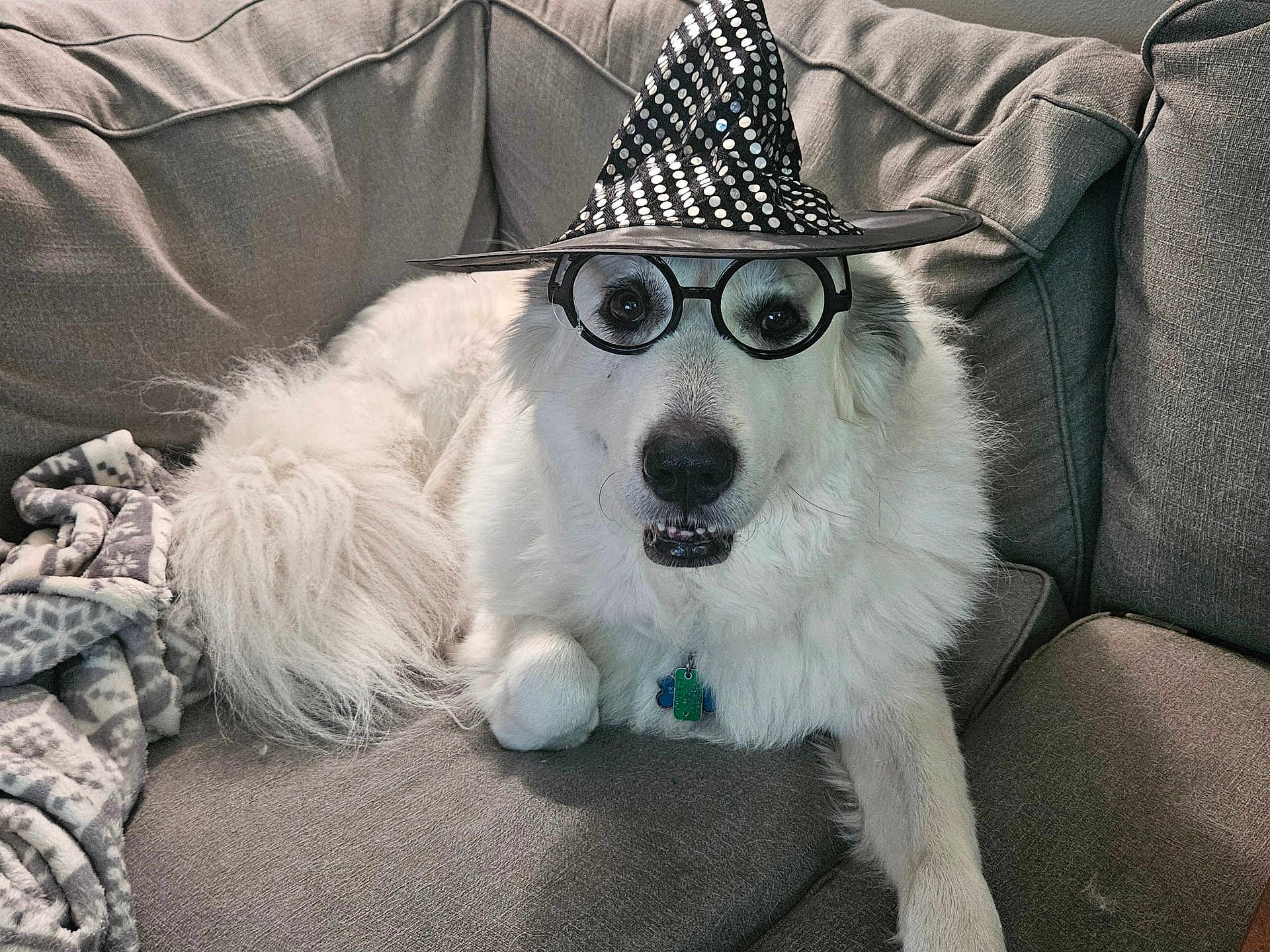 Zayley Pearl is registered to the contest to win money with this photo: dog, white, fluffy, glasses, witch_hat, couch, blanket, pet, costume, indoor, portrait, animal, cute, funny, relaxed, face, fur, collar, tag, home