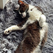Bella a rejoint le concours — aidez-le/la à gagner de superbes lots ! cat, tuxedo_cat, sleeping, nap, furry, long_hair, fluffy, paw, whiskers, rug, shag_rug, cozy, indoors, sunlit, relaxed, pet, closeup, portrait, brown_and_white, soft_texture