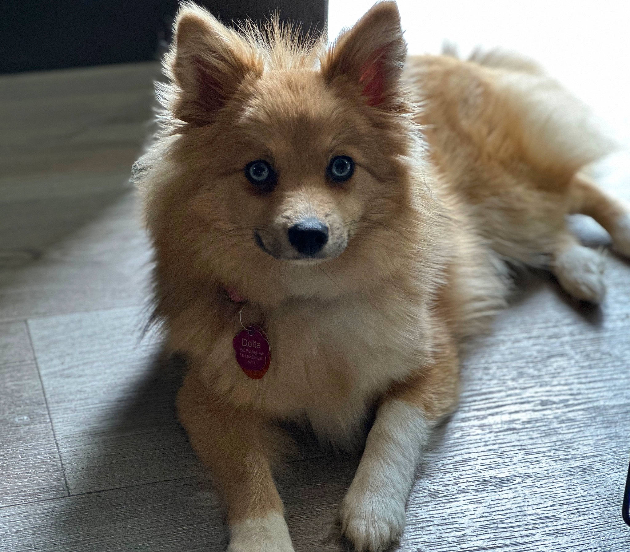 Delta joined the competition — help win amazing prizes! canidae, carnivore, companion_dog, dog, dog_breed, dog_supply, fawn, fur, german_spitz, german_spitz_klein, german_spitz_mittel, non_sporting_group, snout, spitz, sporting_group, terrestrial_animal, toy_dog, volpino_italiano, whiskers, working_dog