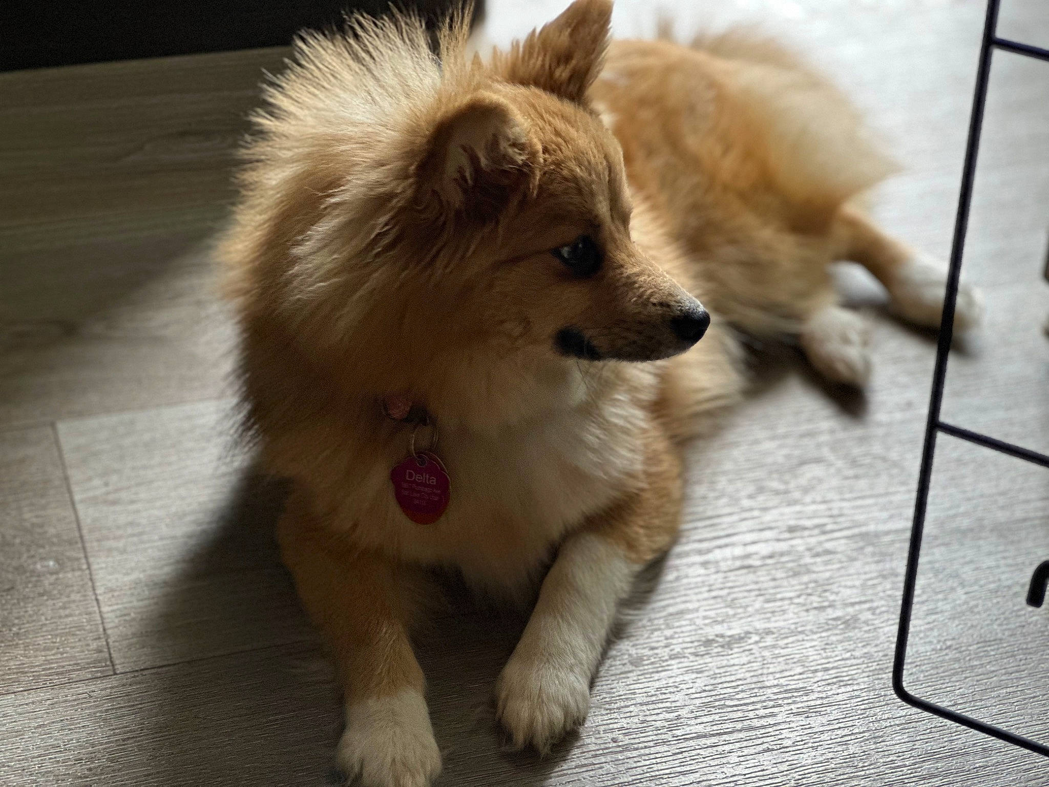 Delta is registered to the contest to win money with this photo: canidae, carnivore, companion_dog, dog, dog_breed, dog_supply, fawn, fur, german_spitz, german_spitz_klein, german_spitz_mittel, non_sporting_group, puppy, snout, spitz, sporting_group, toy_dog, volpino_italiano, whiskers, working_animal